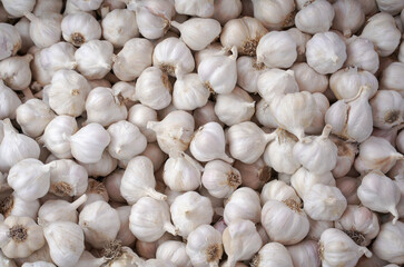 Background of young healthy garlic