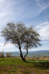 Obraz premium tree on the hill