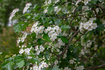 Crataegus laevigata white flowering branches, beautiful wild tree in bloom
