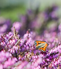 Pink Erica Carnea flowers, Winter Hit, and a butterfly in a spring garden.