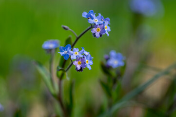 Myosotis sylvatica wood forget-me-not beautiful flowers in bloom, wild plants flowering in forests
