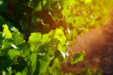 Grapes bush leaves in a vineyard close up