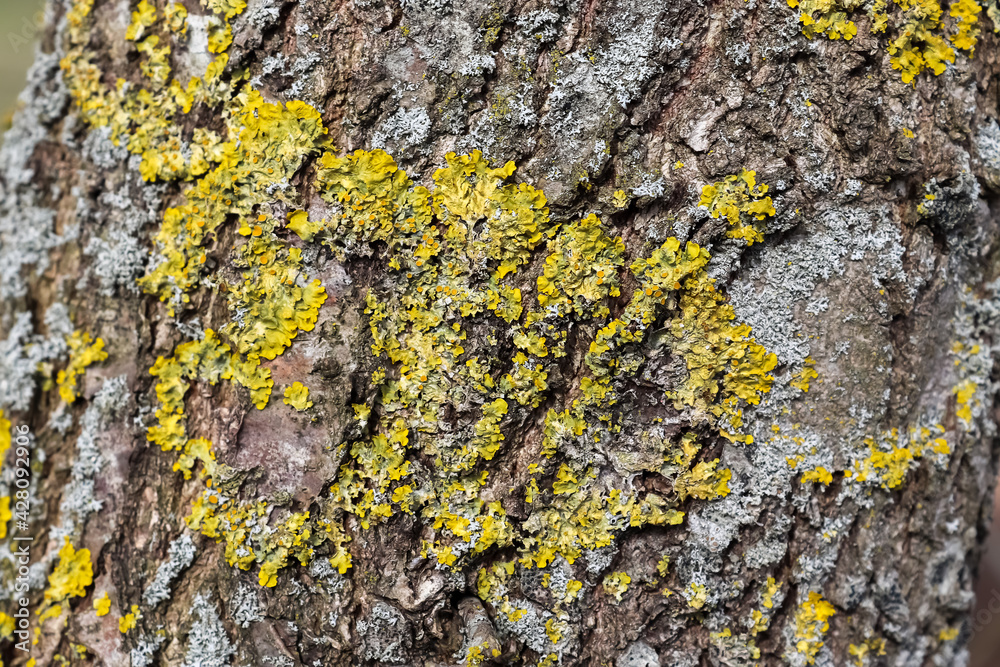 Sticker Closeup shot of a mossy tree bark texture