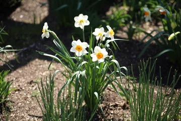 Gordijnen White-yellow daffodils in a garden - green environment © Matthew Fowler/Wirestock