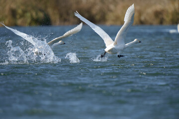 コハクチョウの飛び立ち