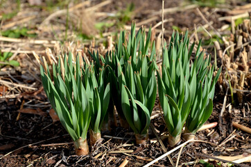 Exotic-looking tubers of tall flowers of prairie origin grow in the flowerbed. cosmic-looking sprouting buds and giant garlic  leaves grow out of the ground. granite wall, and curbs in sunny March - obrazy, fototapety, plakaty