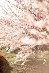 selective focus. Spring blossom background. Beautiful nature scene with blooming tree and sun flare. Sunny day. Spring flowers. Beautiful Orchard. Abstract blurred background. Springtime