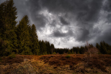 clouds in the forest
