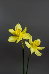 Narcissus -two flowers Yellow daffodil on gray background