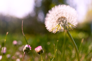 Wiesenblumen