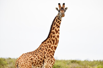 Obraz premium giraffe, animal, wildlife, safari, wild, nature, mammal, Kenya,
