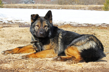 Dog lying on the ground, shepherd breed.