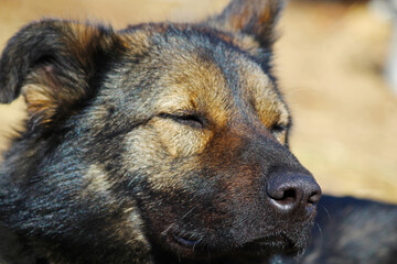 Portrait of a dozing dog, shepherd breed.