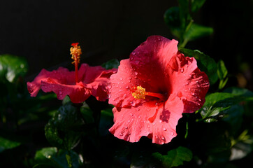 Close up of beautiful red hibiscus flower with water drop © winai