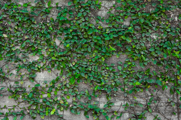 green grass on a stone wall