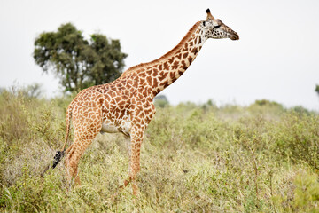 giraffe, animal, wildlife, safari, wild, nature, mammal, Kenya,