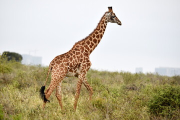 giraffe, animal, wildlife, safari, wild, nature, mammal, Kenya,