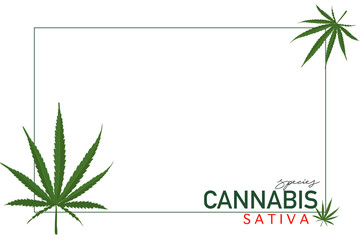 cannabis species concept, Green leaf of Sativa cannabis on White background.
Copy space for advertisement and business. 