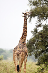 giraffe, animal, wildlife, safari, wild, nature, mammal, Kenya,