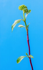 Twig Cornus alba with leaves and buds