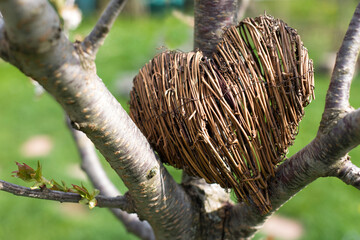 Herz im Kirschbaum