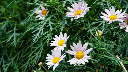 Obraz premium daisies in the grass