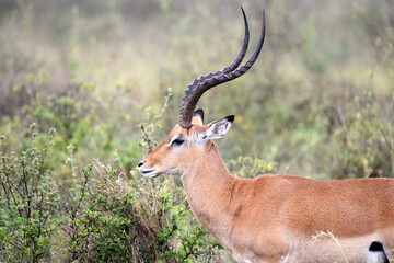 Naklejka na ściany i meble antelope, animal, gazelle, impala, wildlife, safari, mammal,