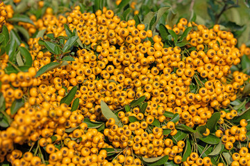 Reife Früchte vom Feuerdorn, Pyracantha, im Herbst