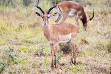 antelope, animal, gazelle, impala, wildlife, safari, mammal,
