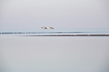 A lone seagull flying over the sea that merges with the sky and two strips of sand where seabirds rest in the background
