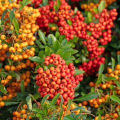 Reife Früchte vom Feuerdorn, Pyracantha, im Herbst