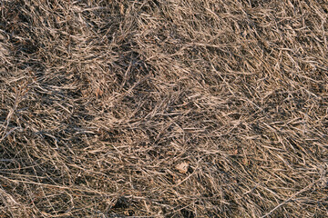 Dry yellow grass texture. 