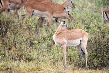 antelope, animal, gazelle, impala, wildlife, safari, mammal,
