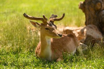 Closeup of an adorable deer with long antlers laying on the grassy field in the park © Lucian Vlad/Wirestock