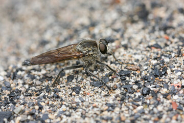 The Asilidae are the robber fly family, also called assassin flies