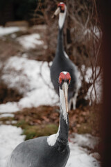 Fototapeta premium black and white swan