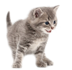 Little fluffy kitten isolated on a white