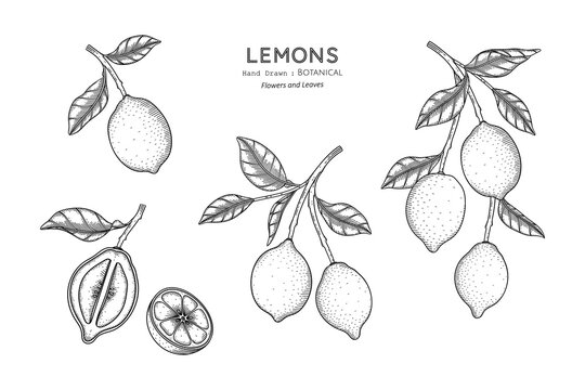 Lemons fruit hand drawn botanical illustration with line art.