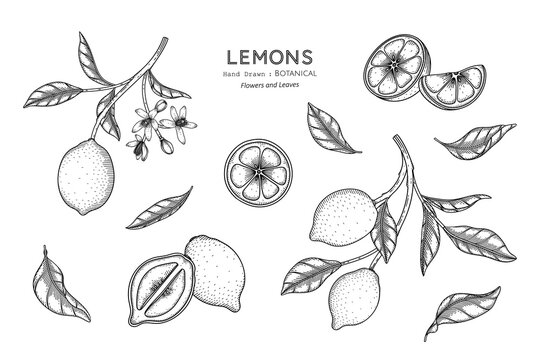 Lemons fruit hand drawn botanical illustration with line art.