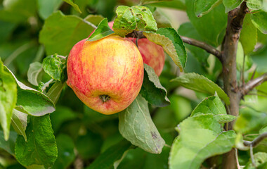 Ripe apples on the branches of a tree in summer.
