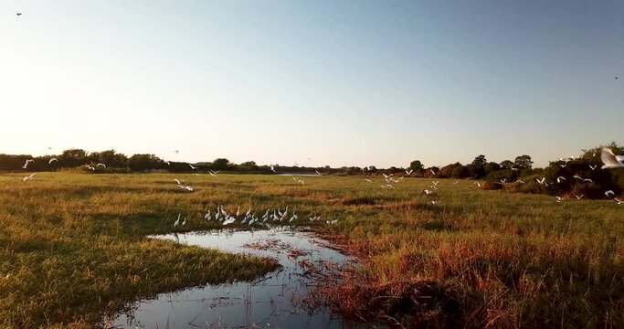A drone video clip of birds from the Zambezi River filmed just before sunset.