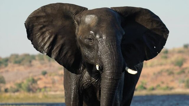 A stare down with a big old Elephant bull on the Zambezi river in Namibia