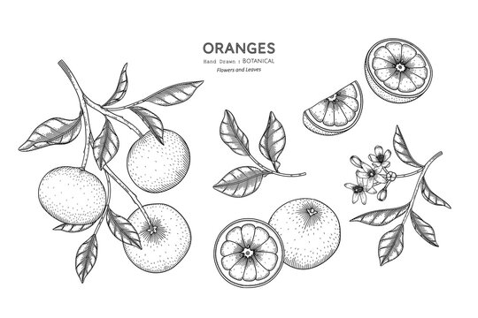 Oranges fruit hand drawn botanical illustration with line art.