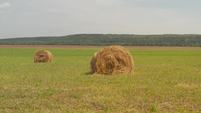 Stockpiling hay for the winter. Agriculture farm field haystacks landscape. Haystacks harvest on agriculture farm fields. Farm field haystack agriculture landscape. Haystack harvest landscape.