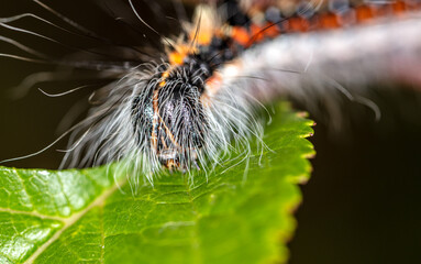 Hairy caterpillar on a plant close-up.