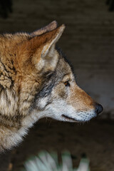 Muzzle of a gray wolf close up.