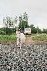 sheep on the farm