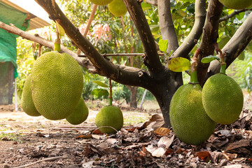 Jackfruit Tree and young Jackfruits.   Healthy fruit and 
Economic crops concept.