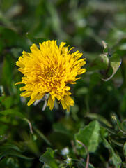 Blooming yellow dandelion in the park