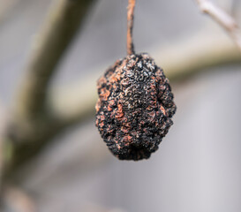 Dry apple on a branch
